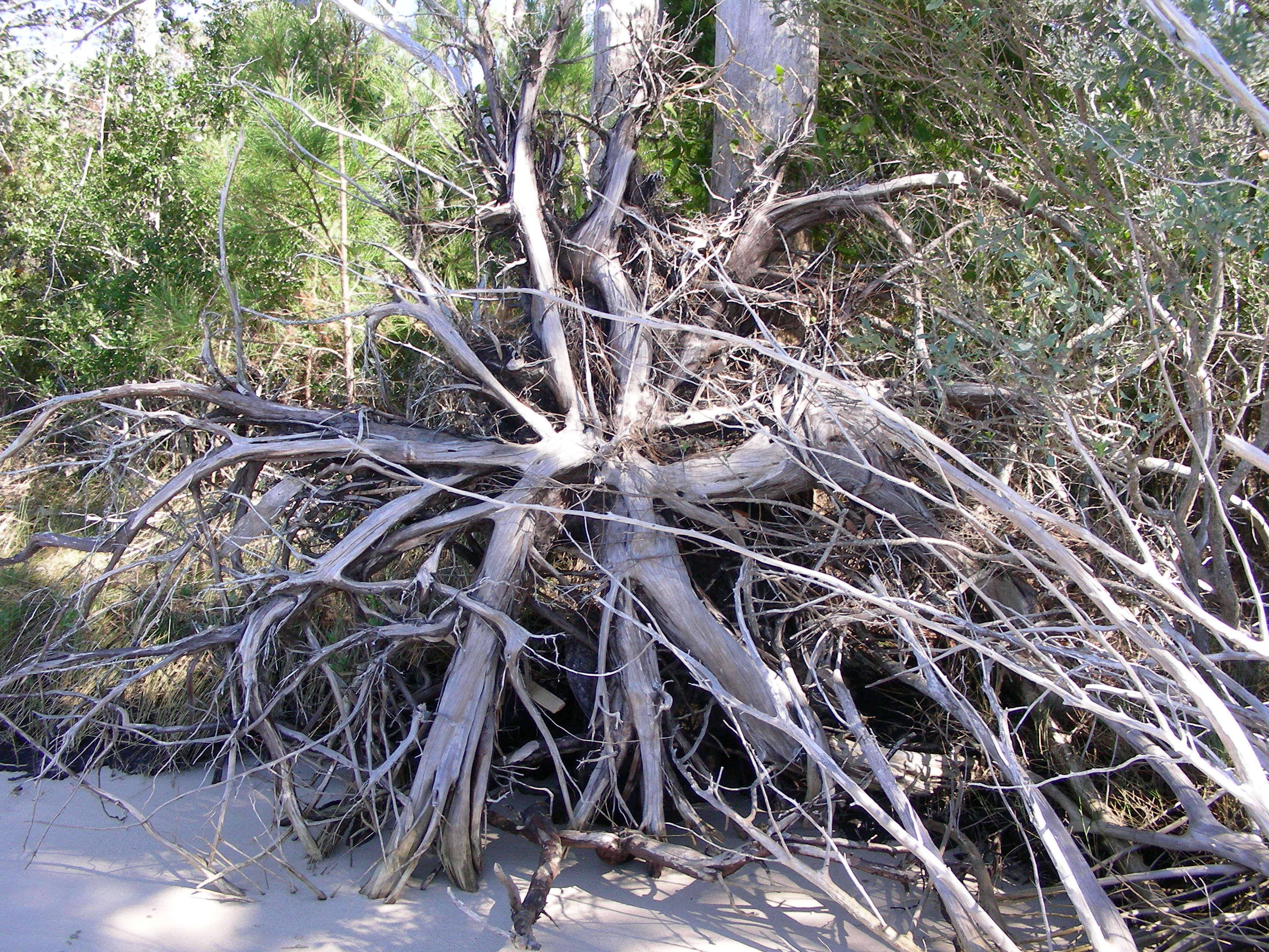 ./2006/Cedar Point/DSCN0341.JPG